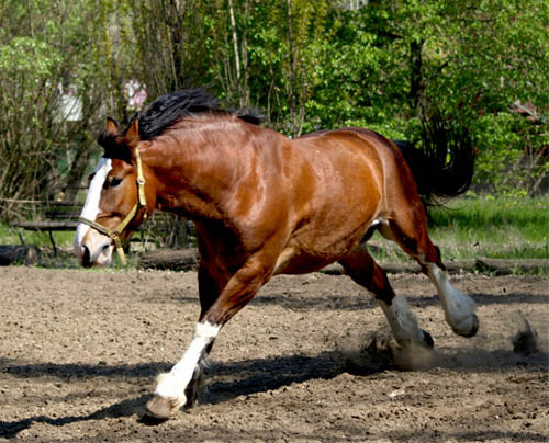 Рязань | Институт коневодства планирует возобновить в Рязанской области  соревнования лошадей-тяжеловозов - БезФормата