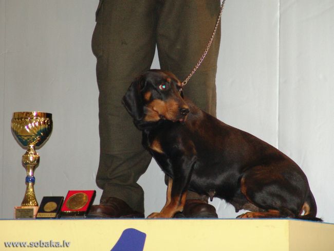 фото собаки породы словацкий копов